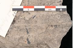 Foto (Detailansicht) von Araucaria haastii Ettingshausen (NHMW-GEO-2024-0188-10108)